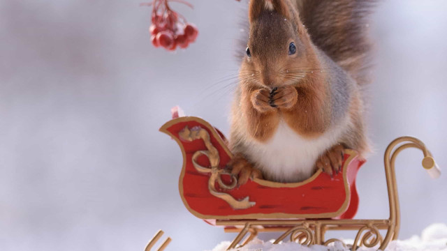 Des écureuils décrochent leur propre séance photo de Noël!