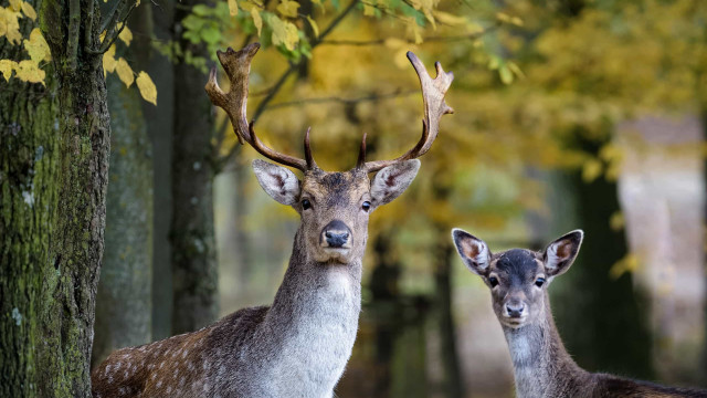 Why you should (or should not) kill Bambi
