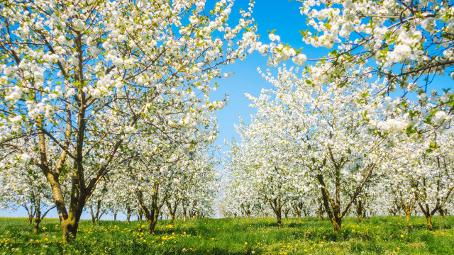The benefits of the beautiful blossom