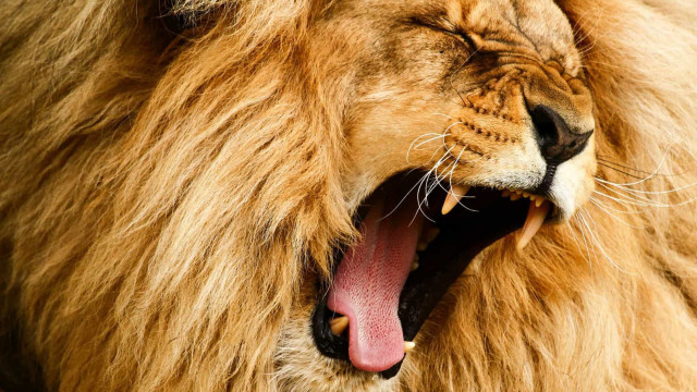 Roaring or yawning? Incredible sleepy wildlife moments