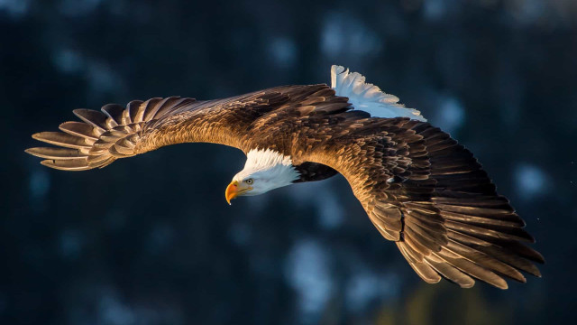 Atemberaubend: Vögel im Flug