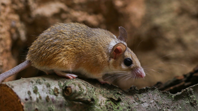 Hantavirus: ¿qué sabemos de la enfermedad que se llevó a la mujer de Gene Hackman?