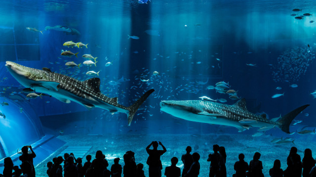 Nejpozoruhodnější akvária na světě 