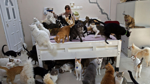 Noah syndrome: the dangers of animal hoarding