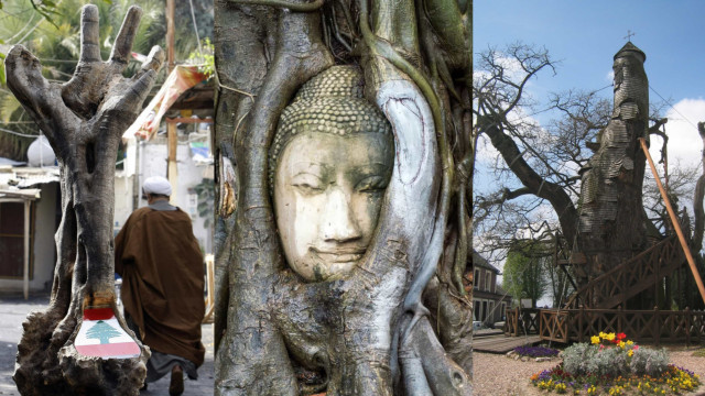 Bizarre trees with a fascinating history