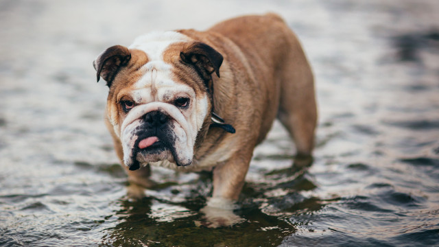 Vidste du, at disse vaner irriterer din hund?