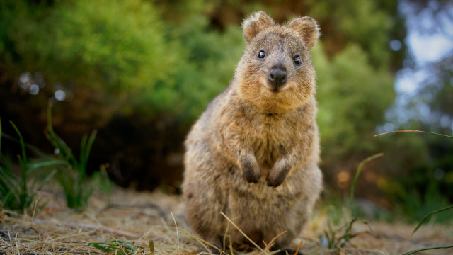 Le quokka : l’animal le plus heureux du monde