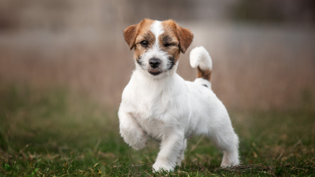 Ces mythes sur les chiens vont vous étonner