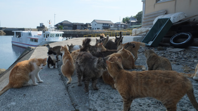 주민보다 고양이가 더 많은 일본의 초현실적인 고양이 섬!