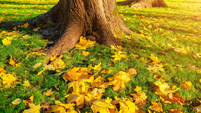 Herbstinspiration: Kreative Ideen für farbenfrohes Laub