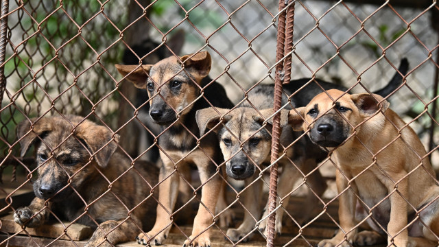 Qual país ainda come carne de cachorro?