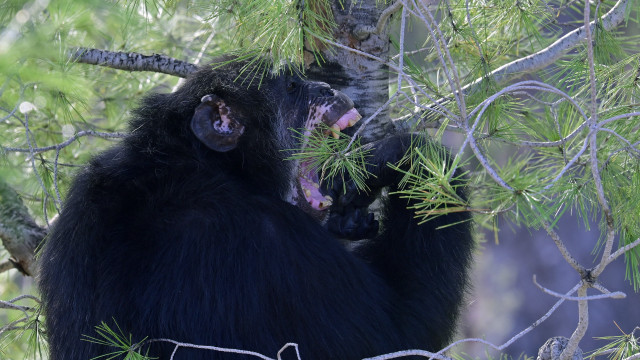 Wild remedies: how animals use plants as medicine