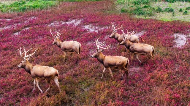 Symbiosis: the key to nature's harmony