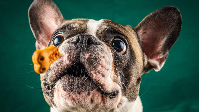 Esperanza de vida de los perros: lo que debes saber