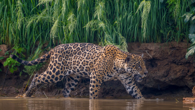 Countries that are home to the most dangerous animals