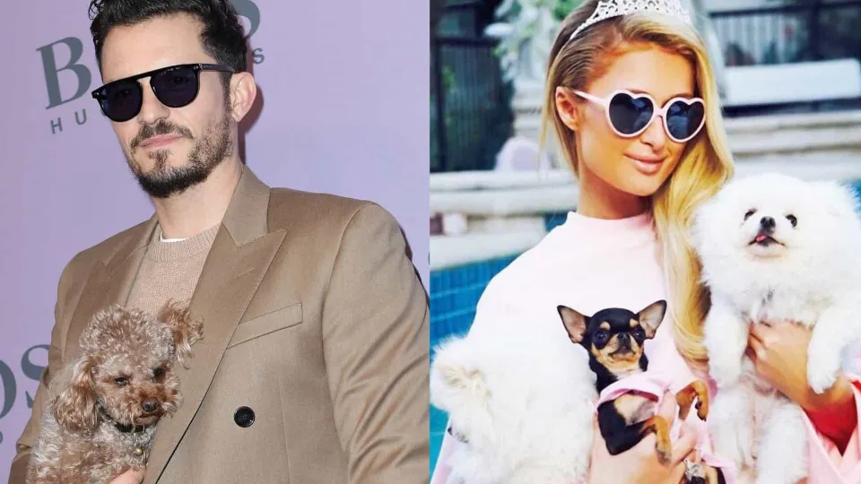 Herzerwärmende Fotos von Stars mit ihren Hunden