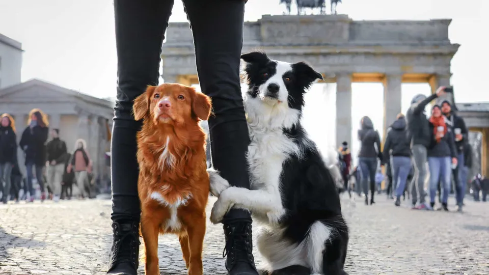Dans quels pays y a-t-il le plus de chiens ?