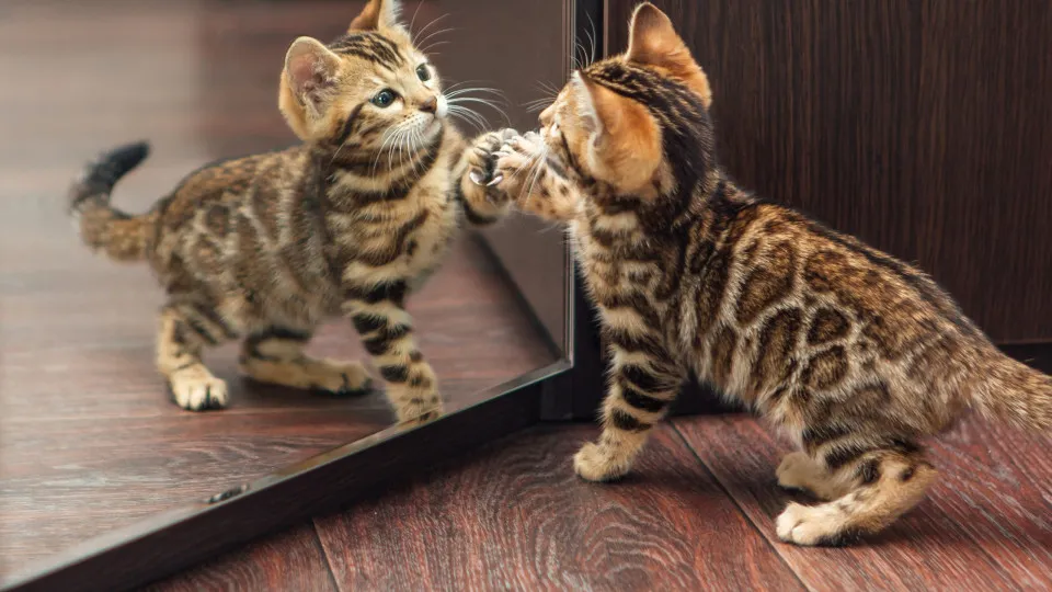 Avoir un chat en 2025 n'est pas donné à tout le monde