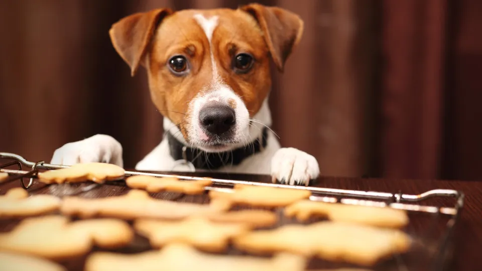 Easy homemade dog treat recipes