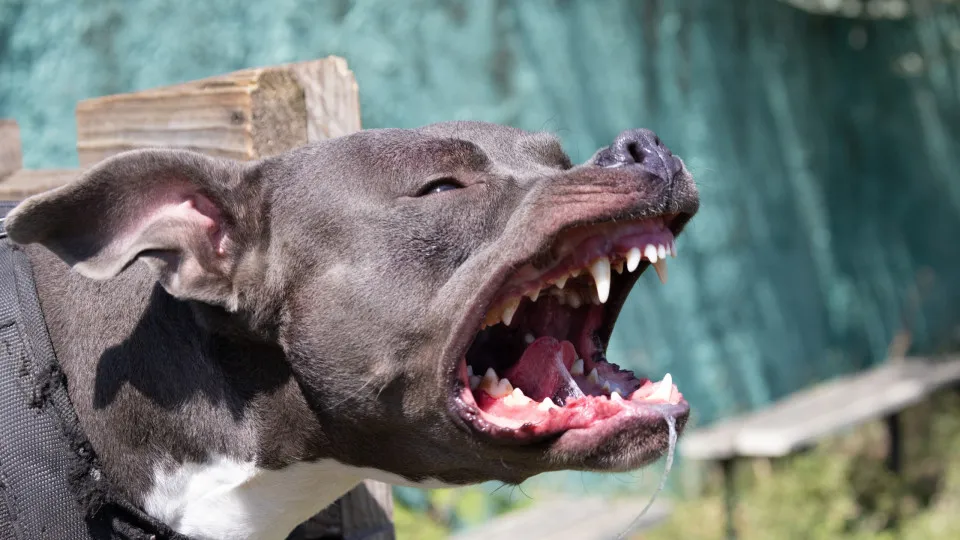 Come sopravvivere agli attacchi di questi animali
