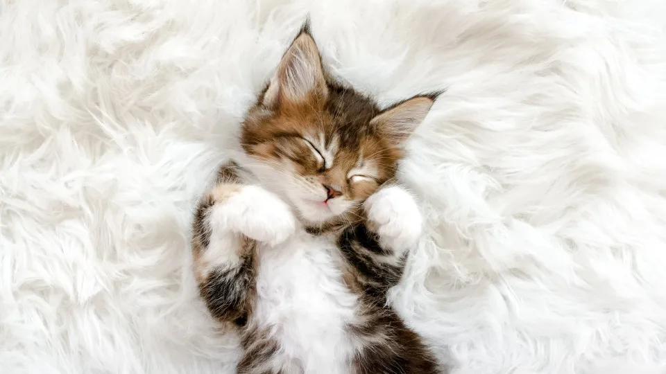 Die flauschigsten Katzen für endlose Kuscheleinheiten