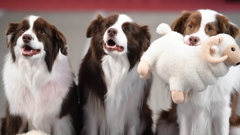 Welke hond past het beste bij jouw sterrenbeeld?