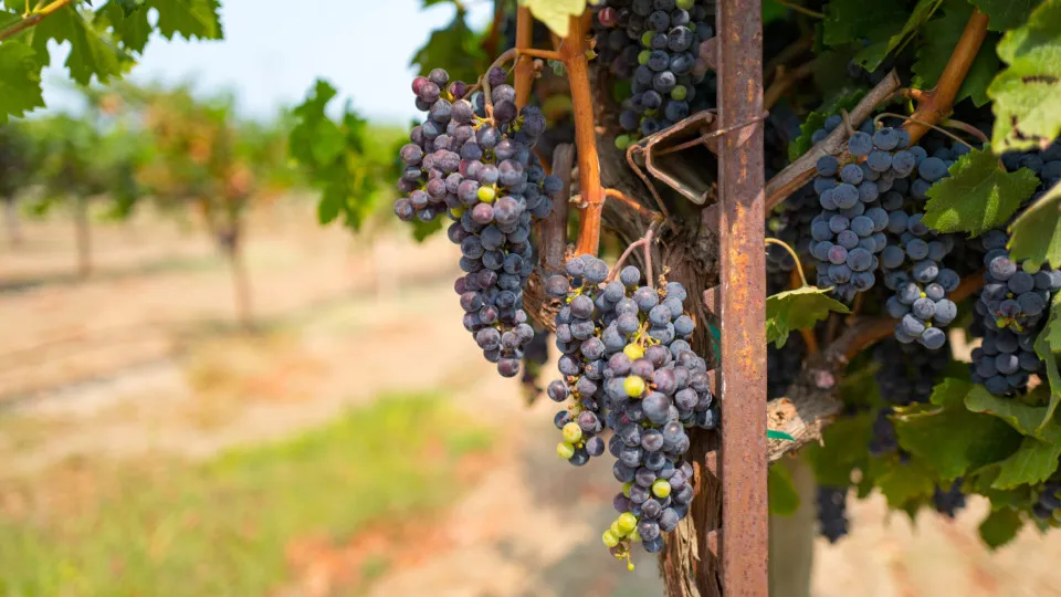 Follow the most popular wine routes in the world