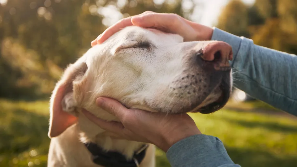 ¿Tu perro tiene alzhéimer? Descubre cómo ayudarlo
