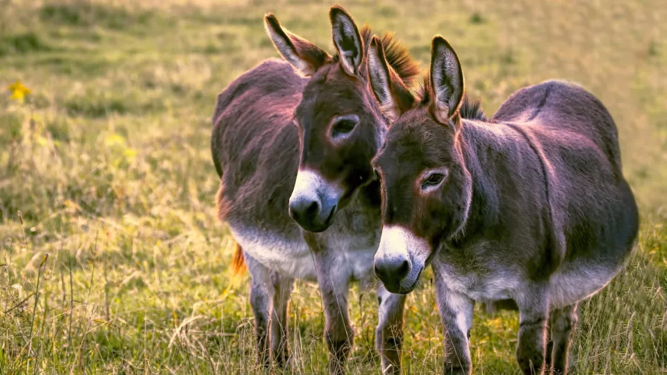Correios já entregaram até crianças: As encomendas mais inacreditáveis!