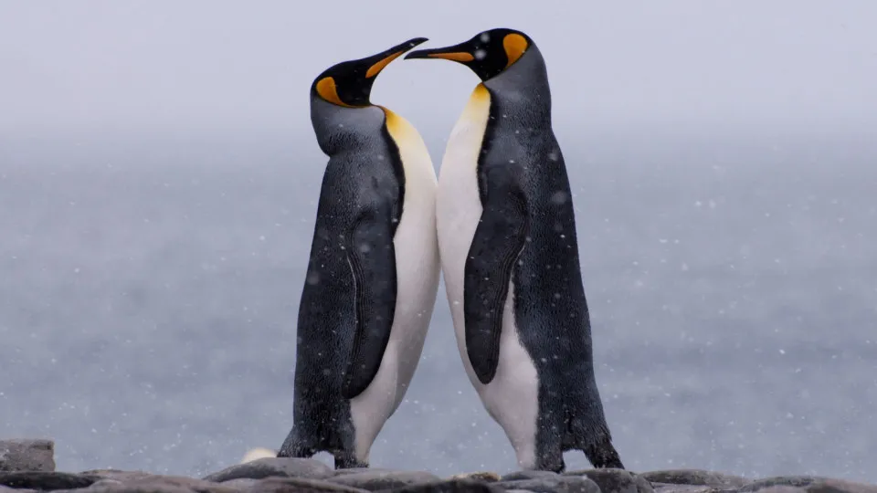 Tierische Gaben: Diese Arten machen gerne Geschenke