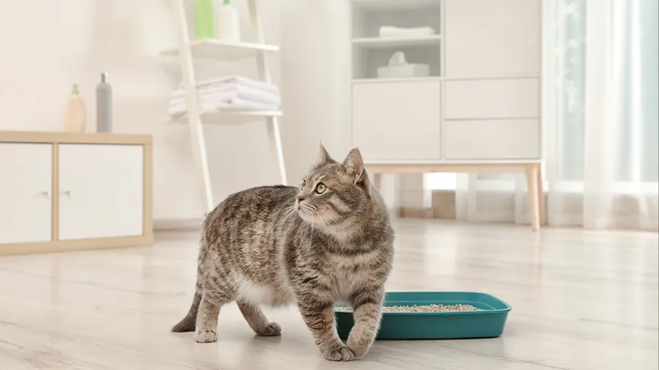 Trucos para eliminar los malos olores de mascotas de tu hogar