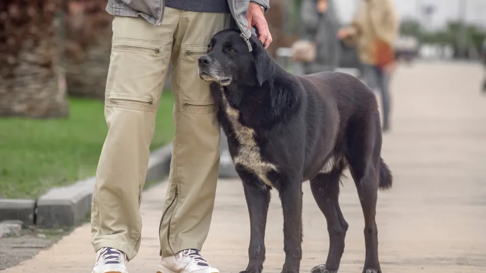 Conheça a Disfunção Cognitiva Canina: o Alzheimer dos cães