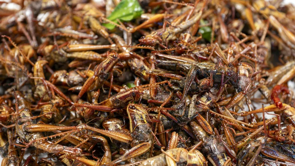 The tiny bugs turning waste into fertilizer
