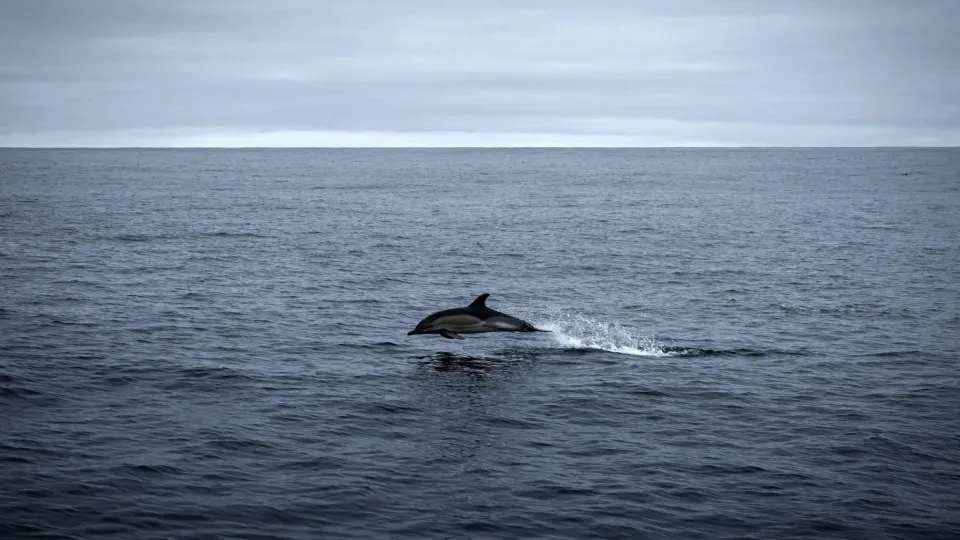 Cientista alerta para mudanças no Oceano Atlântico