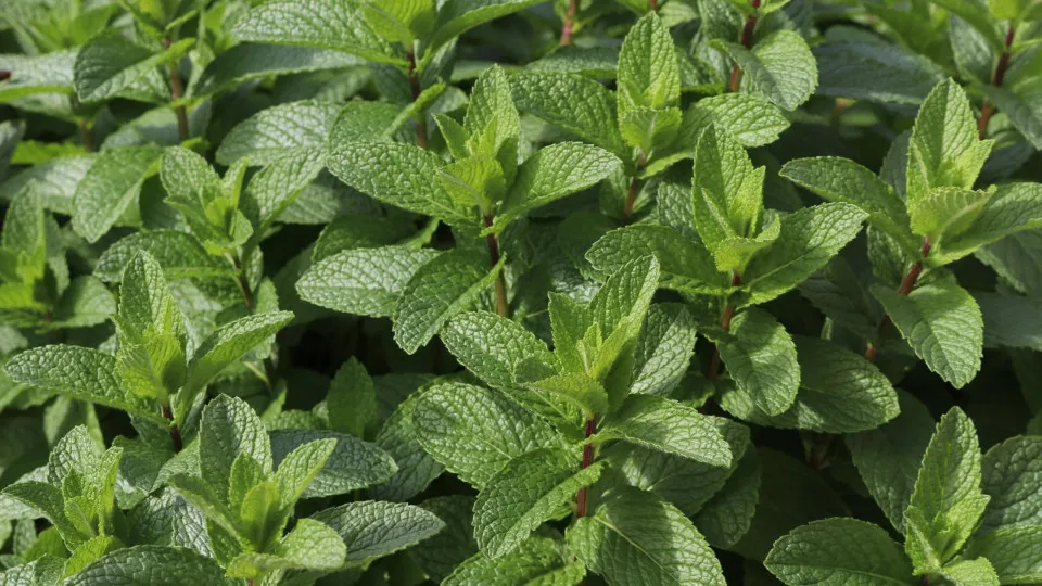 Překvapivý objev: Jaká je souvislost mezi mentolem a Alzheimerovou chorobou?