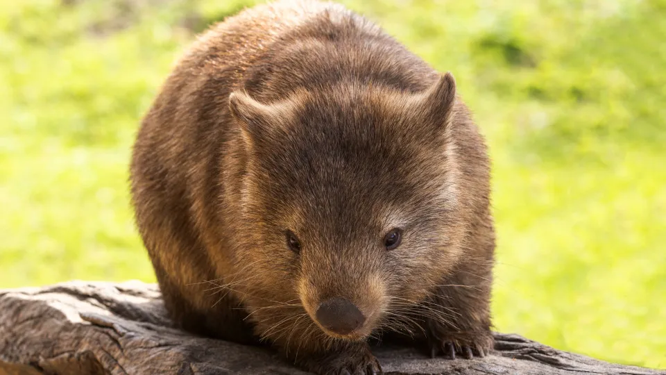 The wombat and other nocturnal Aussie animals