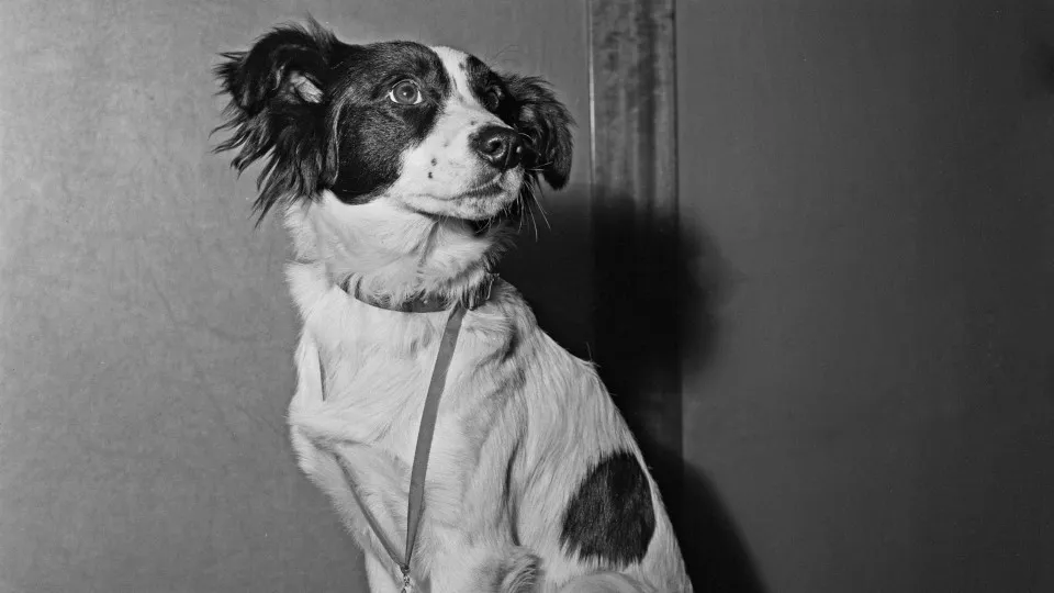 The stolen World Cup trophy and the dog who found it