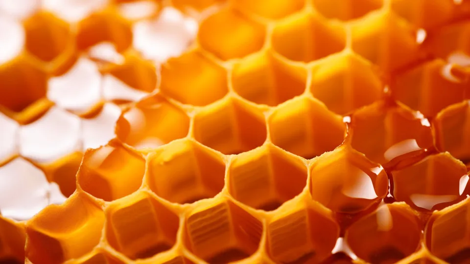 Piqûres d'insectes : les remèdes naturels