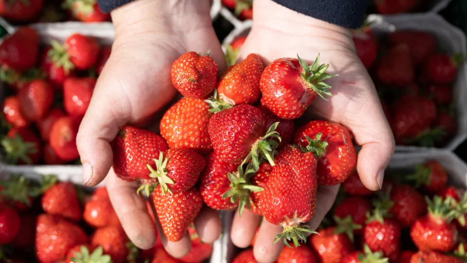 Foods that contain almost no calories