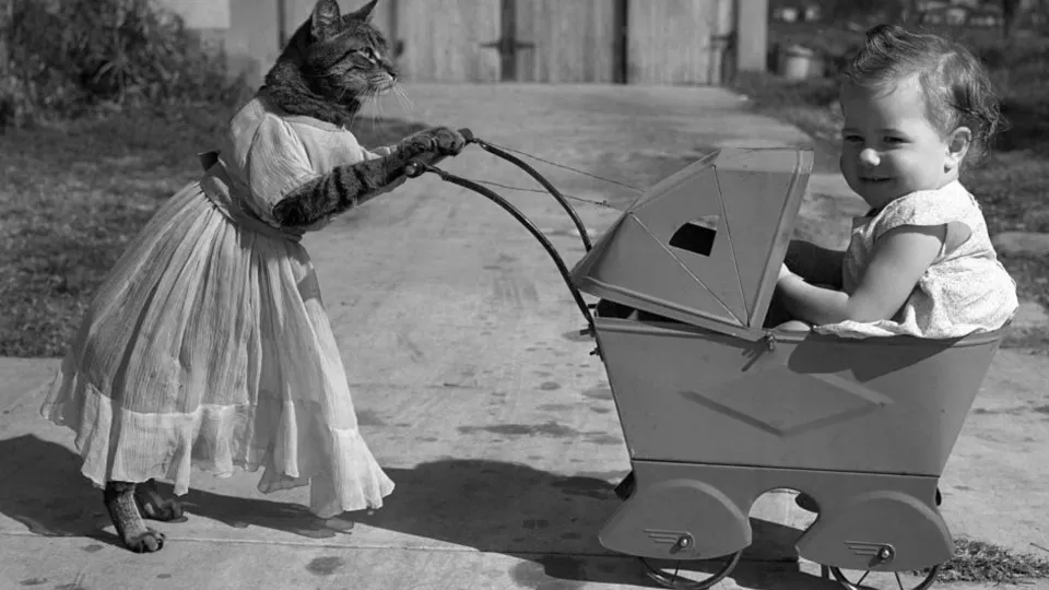 Do cats really outsmart babies? New study weighs in