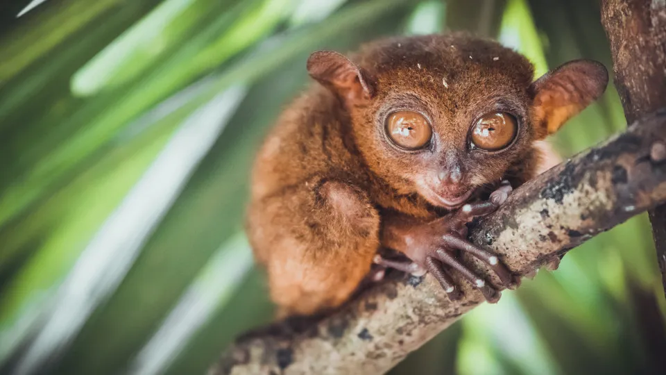 Which animals have the best eyesight?