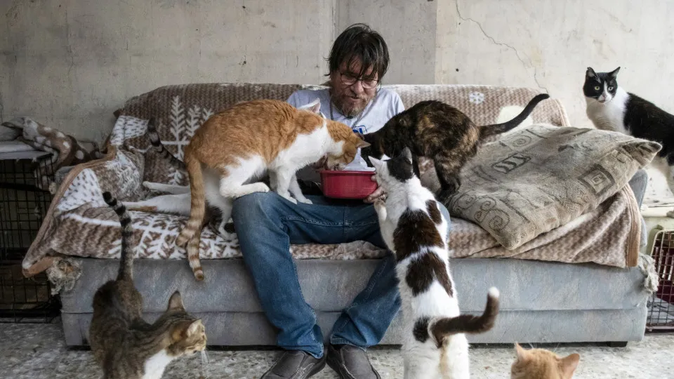 Les chats errants pullulent dans ces villes