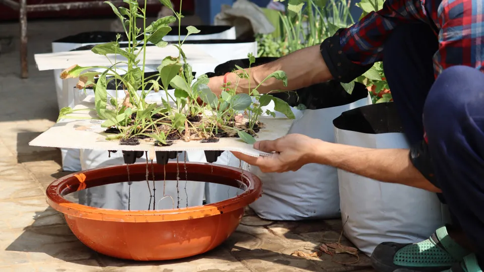 How to grow food in the city