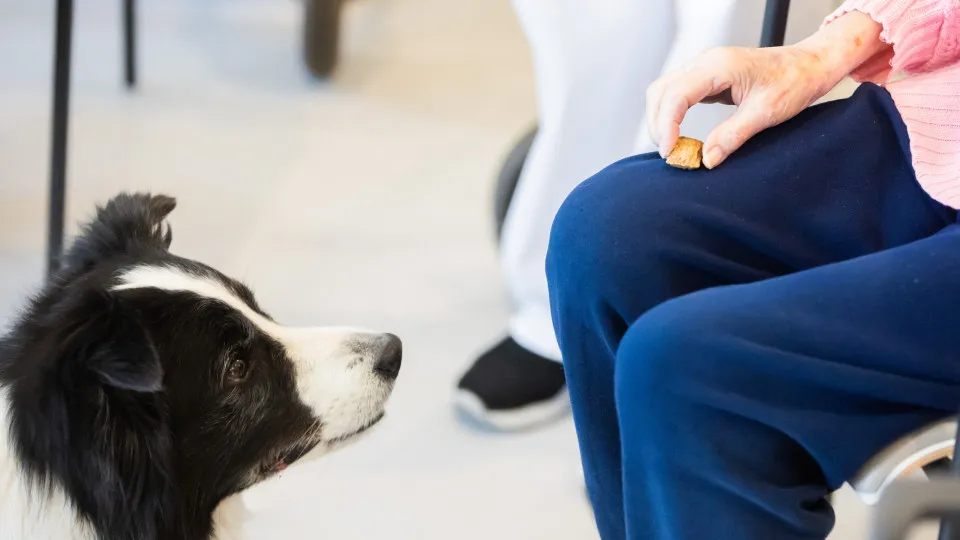Die gefährlichsten Lebensmittel für Ihre Hunde