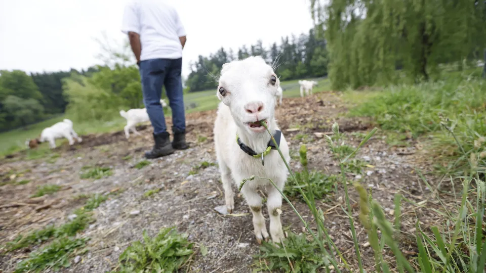 Can goat grazing really reduce wildfire risk?