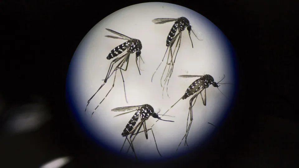 Why do we celebrate World Mosquito Day?