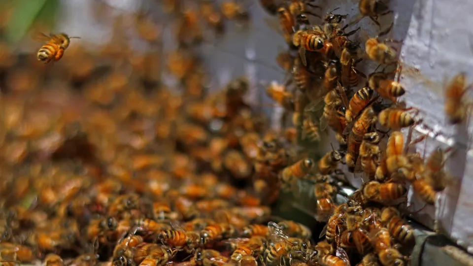 Dozens injured in rare bee attack in France