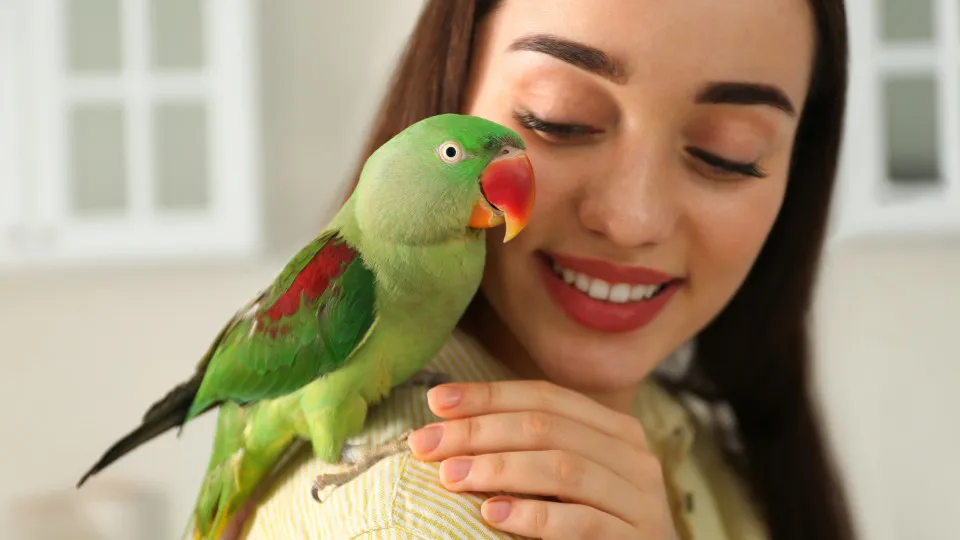 What birds make the best pets?