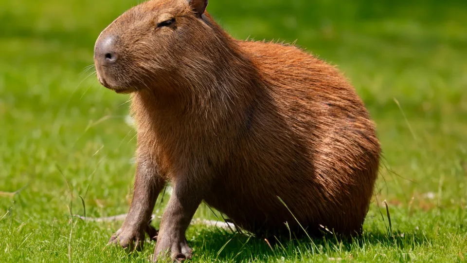 Cool and curious facts about capybaras