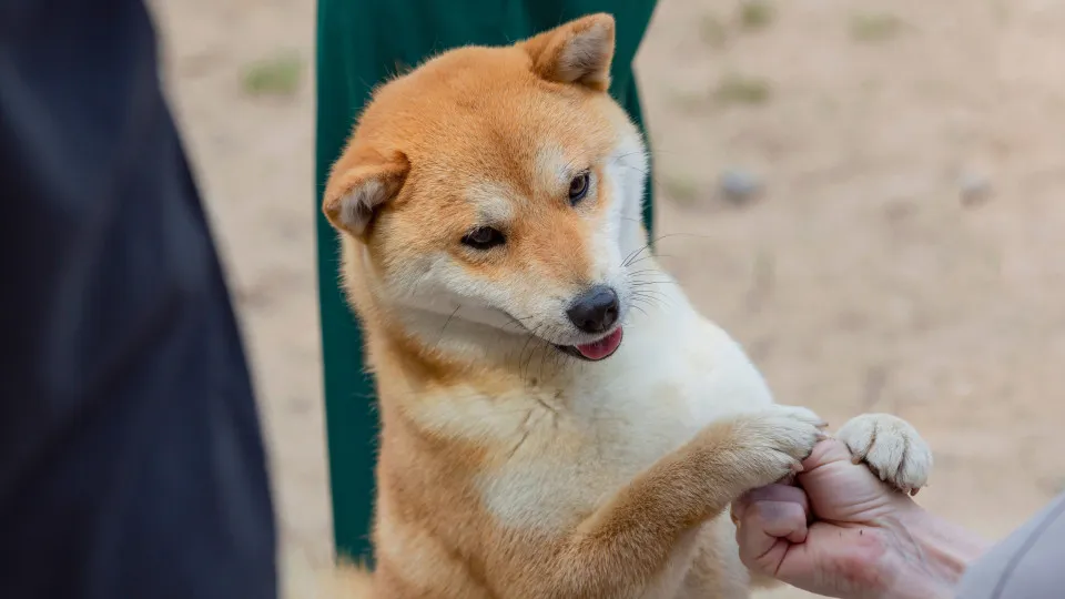 The most expensive dog breeds in the world